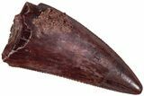 Serrated Triassic Reptile (Postosuchus?) Tooth - Texas #315778-1